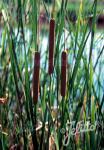 TYPHA angustifolia  