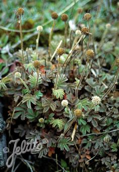 ACAENA caesiiglauca   Portion(en)