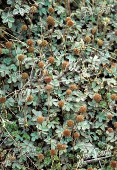 ACAENA inermis   Portion(en)