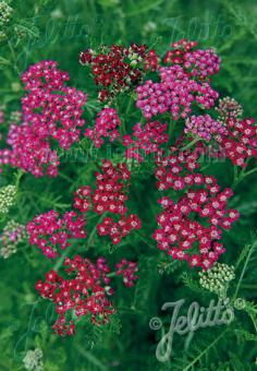 ACHILLEA millefolium  'Cassis' Portion(en)