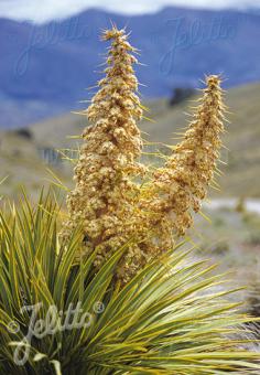 ACIPHYLLA aurea   Portion(s)