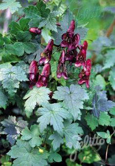 ACONITUM hemsleyanum  'Red Wine' Gram