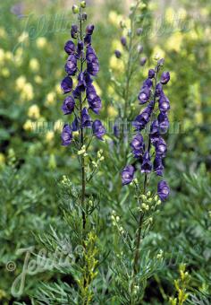 ACONITUM napellus   Portion(s)