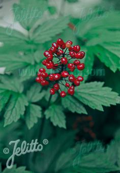 ACTAEA rubra   Portion(en)