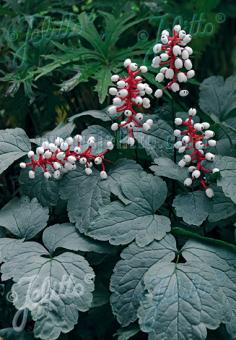 ACTAEA pachypoda  'Silver Leaf' Portion(s)