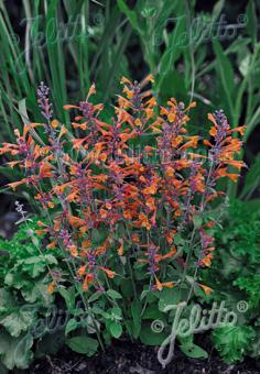 AGASTACHE Aurantiaca-Hybr.  'Tango' Portion(s)