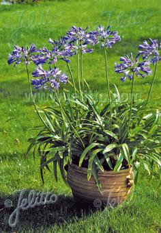 AGAPANTHUS umbellatus   Portion(en)