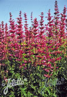 AGASTACHE mexicana  'Sangria' Portion(en)