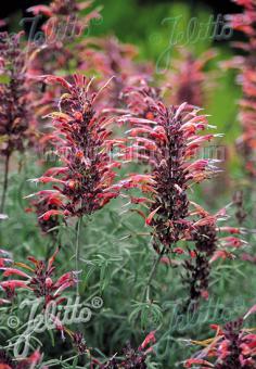 AGASTACHE rupestris   Portion(en)