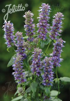 AGASTACHE foeniculum   Portion(s)