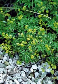 ALCHEMILLA alpina   Portion(en)