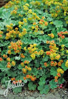 ALCHEMILLA erythropoda   Portion(en)