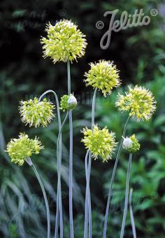 ALLIUM obliquum   Portion(s)