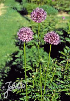 ALLIUM rosenbachianum   Portion(en)