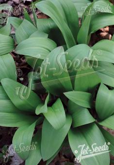 ALLIUM tricoccum   Portion(en)