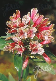 ALSTROEMERIA psittacina  'Mona Lisa' Portion(en)