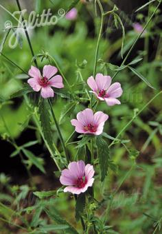 ALTHAEA cannabina   Portion(en)