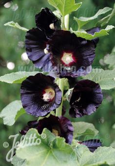 ALCEA rosea var. nigra   Portion(s)