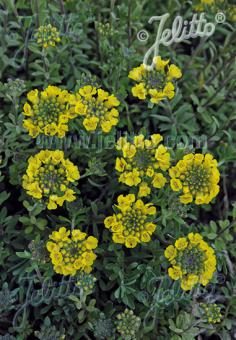 ALYSSUM montanum  'Tekara'(TM) Portion(s)