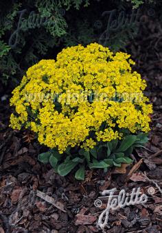 ALYSSUM saxatile  'Gold Kobold' Portion(en)