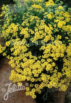 AURINIA saxatile  'Compactum Goldkugel' Portion(s)