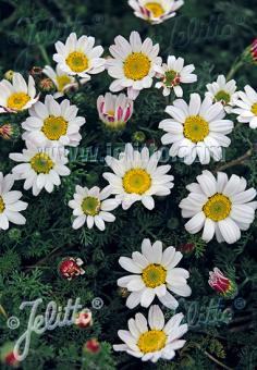 ANACYCLUS pyrethrum var. depressus   Portion(en)