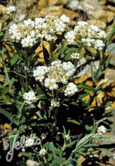 ANAPHALIS margaritacea  'Neuschnee' Portion(en)