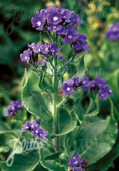 ANCHUSA azurea   Portion(en)