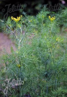 ANETHUM graveolens   Portion(en)