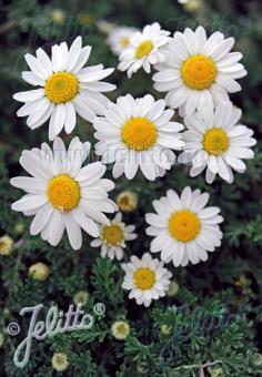 ANTHEMIS cretica ssp. carpatica  'Karpatenschnee' Portion(en)