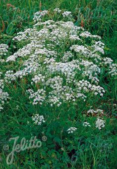 ANTHRISCUS sylvestris   Portion(en)