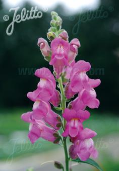 ANTIRRHINUM majus ssp. majus   Portion(en)