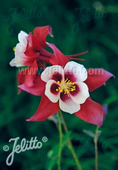 AQUILEGIA Caerulea-Hybr. Earlybird Series 'Earlybird Red-White' Portion(s)