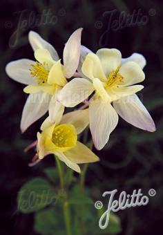 AQUILEGIA Caerulea-Hybr. Earlybird Serie 'Earlybird Yellow' Portion(en)