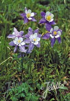 AQUILEGIA caerulea  Wildform Portion(en)