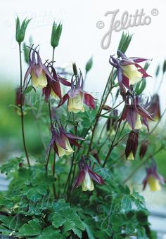 AQUILEGIA buergeriana  'Calimero' Portion(en)