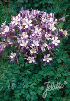 AQUILEGIA Caerulea-Hybr.  'Himmelblau' Portion(en)