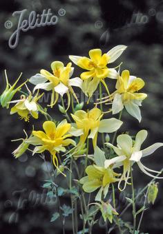 AQUILEGIA Caerulea-Hybr.  'Maxi' Portion(en)