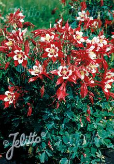 AQUILEGIA Caerulea-Hybr.  'Red Hobbit' Portion(en)