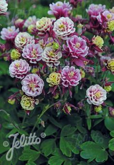 AQUILEGIA vulgaris Winky-Series 'Winky Double Red-White' Portion(s)