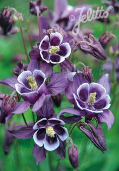 AQUILEGIA vulgaris Winky-Serie 'Winky Purpur-Weiß' Portion(en)