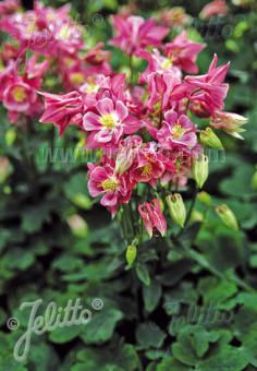 AQUILEGIA vulgaris Winky-Series 'Winky Rose-Rose' Portion(s)