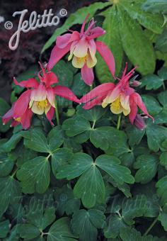 AQUILEGIA flabellata Spring Magic-Serie 'Spring Magic Hellrot-Gelb' Portion(en)