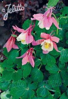 AQUILEGIA flabellata Spring Magic-Serie 'Spring Magic Rosa-Weiß' Portion(en)