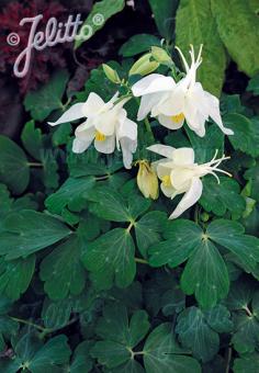 AQUILEGIA flabellata Spring Magic-Series 'Spring Magic White' Portion(s)