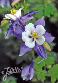 AQUILEGIA F1-Hybr. caerulea State-Series 'Virginia' Portion(s)