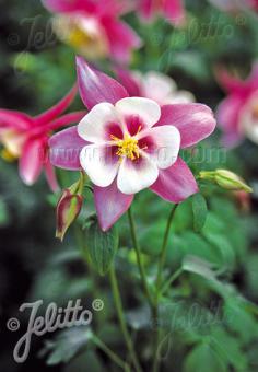 AQUILEGIA F1-Hybr. caerulea State-Serie 'Montana' Portion(en)