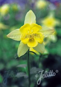 AQUILEGIA F1-Hybr. caerulea State-Serie 'Florida' Portion(en)