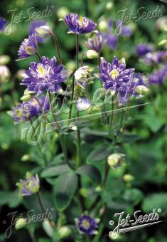 AQUILEGIA vulgaris Clementine-Series 'Clementine Blue' Portion(s)