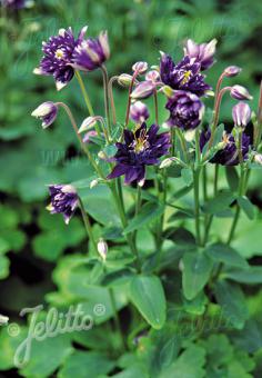 AQUILEGIA vulgaris Clementine-Serie 'Clementine Dunkel Lila' Portion(en)